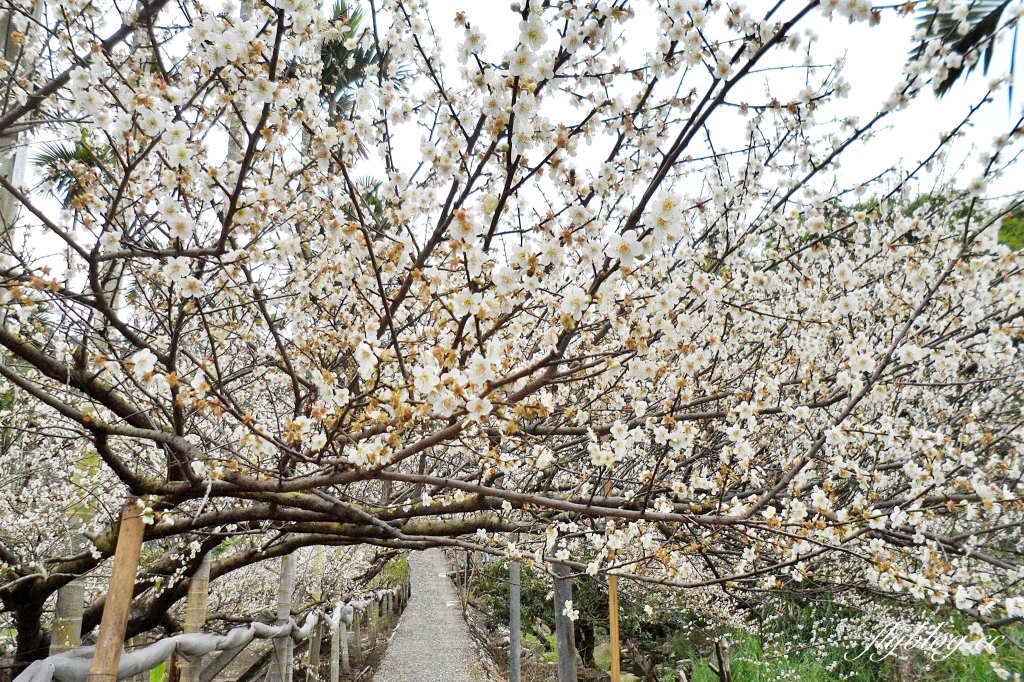 台中新社｜鮭魚葡萄梅花隧道．到新社賞梅花，漫步在浪漫雪白的梅花步道 @飛天璇的口袋