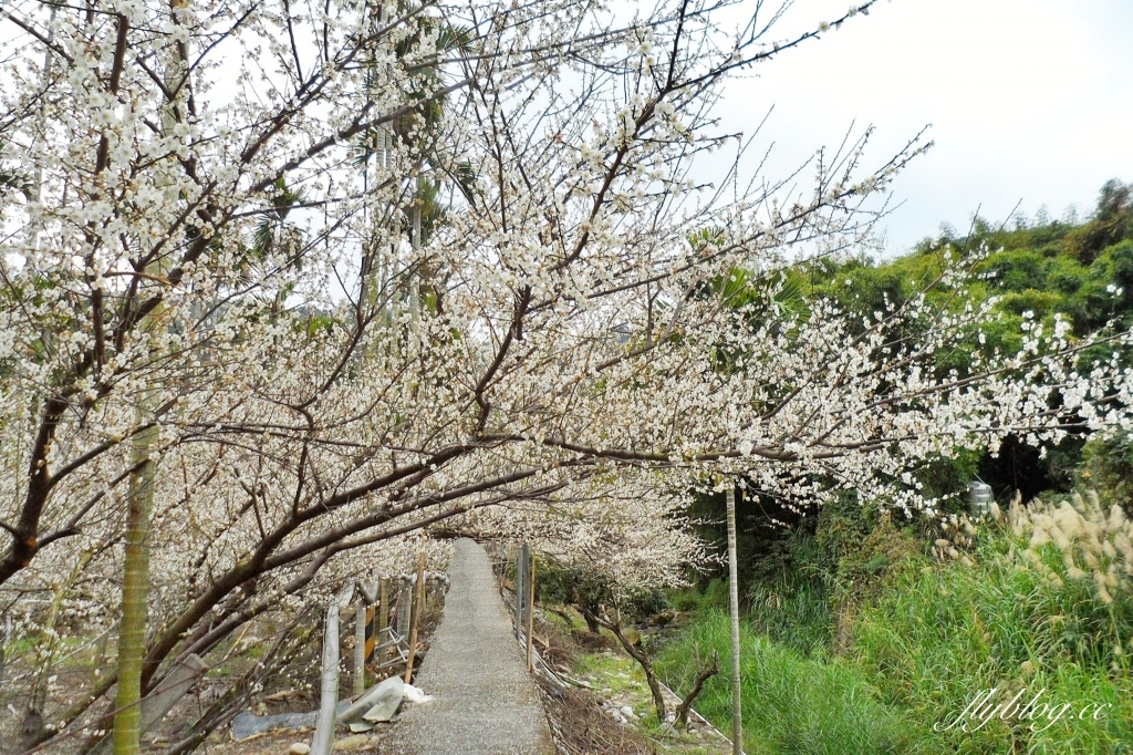 台中新社｜鮭魚葡萄梅花隧道．到新社賞梅花，漫步在浪漫雪白的梅花步道 @飛天璇的口袋