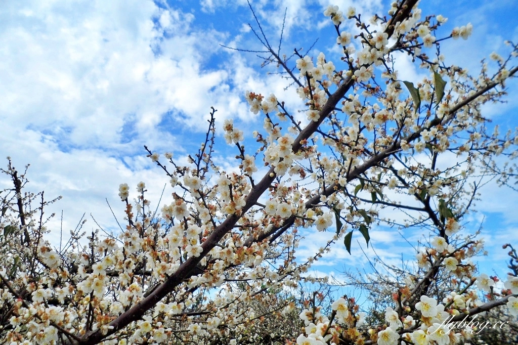 【台中東勢】上段阿公休閒度假農庄，云饌休閒庭園餐廳旁，東關路賞梅秘境，2022梅園最新花況 @飛天璇的口袋