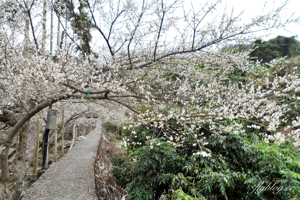 台中新社｜鮭魚葡萄梅花隧道．到新社賞梅花，漫步在浪漫雪白的梅花步道 @飛天璇的口袋