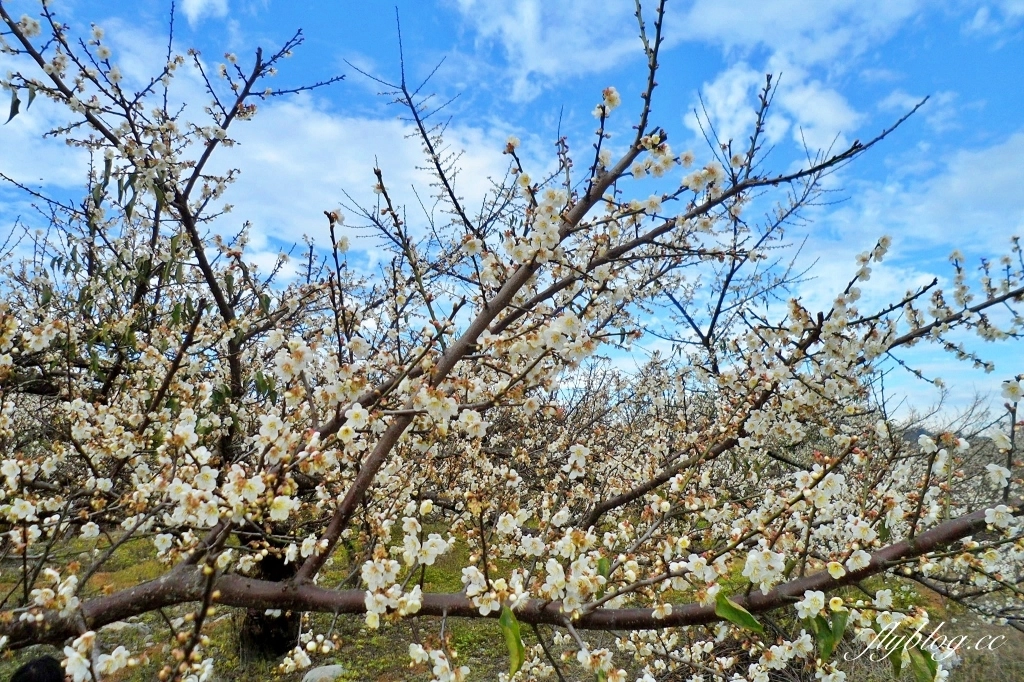 【台中東勢】上段阿公休閒度假農庄，云饌休閒庭園餐廳旁，東關路賞梅秘境，2022梅園最新花況 @飛天璇的口袋