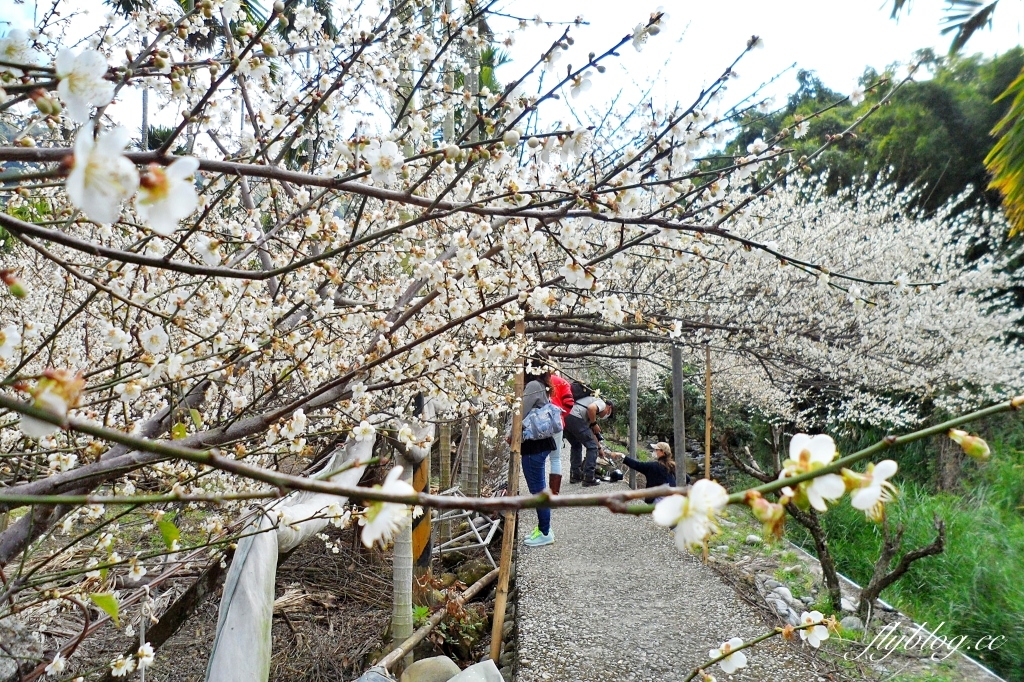 台中新社｜鮭魚葡萄梅花隧道．到新社賞梅花，漫步在浪漫雪白的梅花步道 @飛天璇的口袋