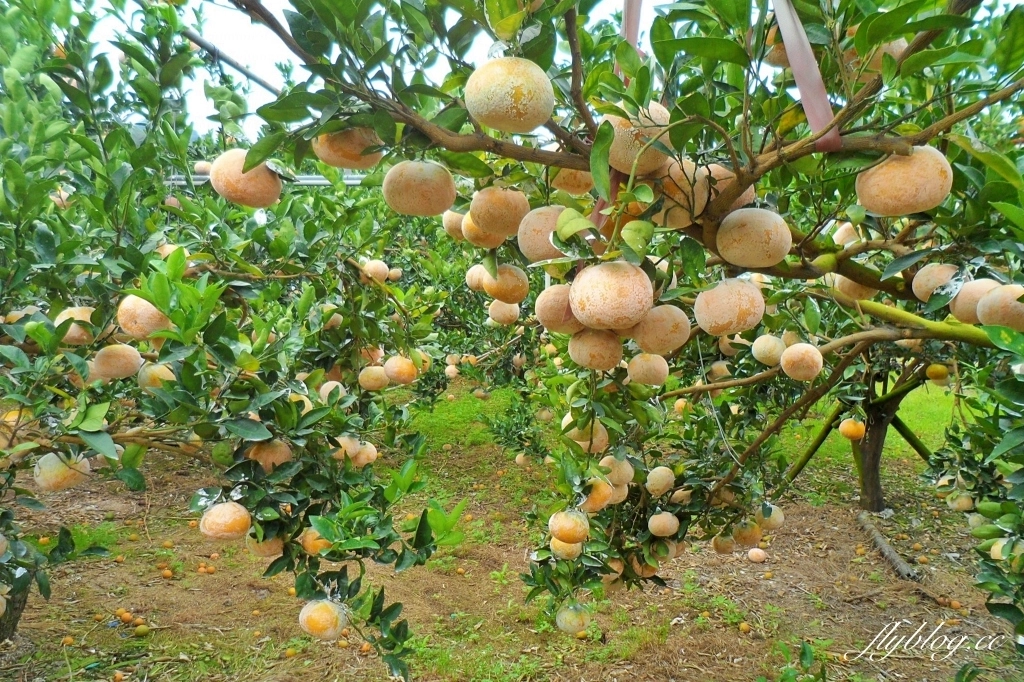 【台中東勢】上段阿公休閒度假農庄，云饌休閒庭園餐廳旁，東關路賞梅秘境，2022梅園最新花況 @飛天璇的口袋