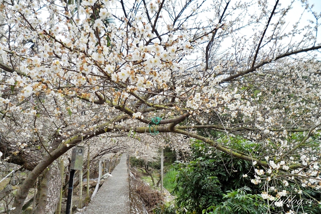 台中新社｜鮭魚葡萄梅花隧道．到新社賞梅花，漫步在浪漫雪白的梅花步道 @飛天璇的口袋