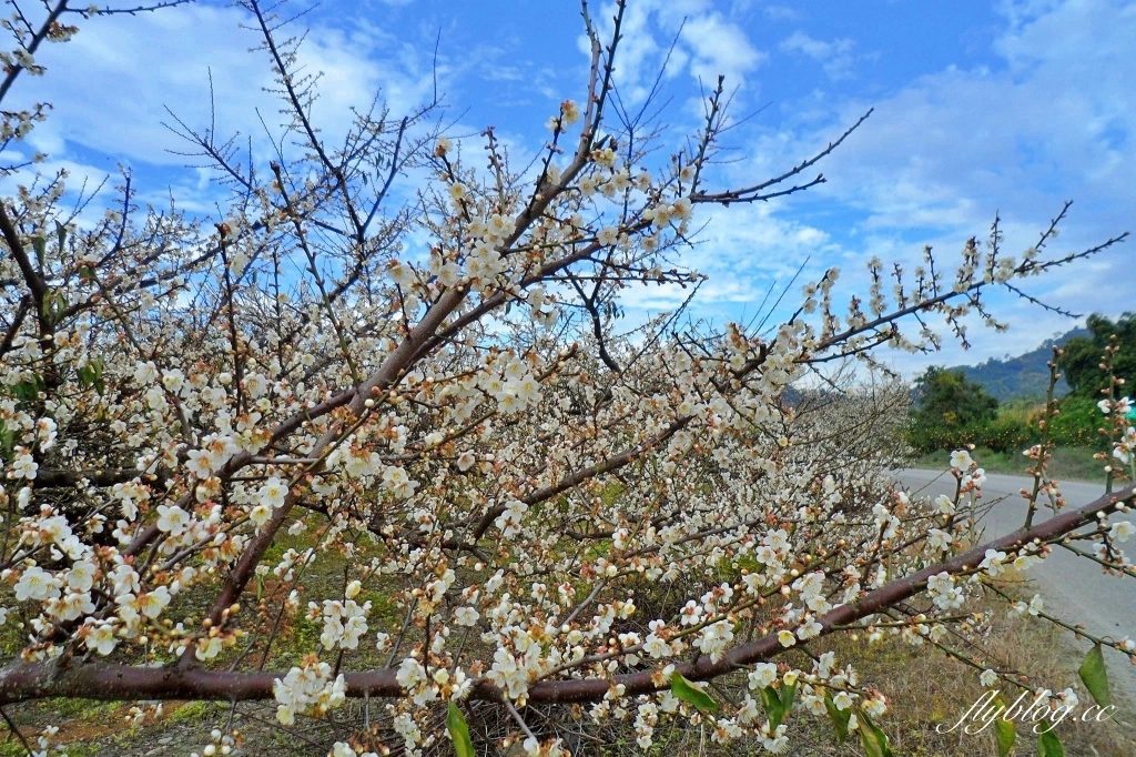 【台中東勢】上段阿公休閒度假農庄，云饌休閒庭園餐廳旁，東關路賞梅秘境，2022梅園最新花況 @飛天璇的口袋