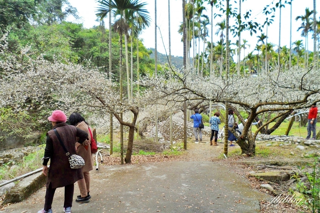 台中新社｜鮭魚葡萄梅花隧道．到新社賞梅花，漫步在浪漫雪白的梅花步道 @飛天璇的口袋