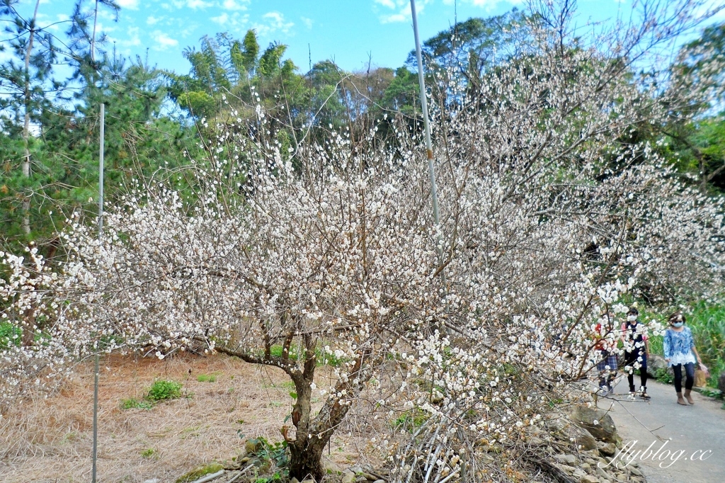 台中新社｜鮭魚葡萄梅花隧道．到新社賞梅花，漫步在浪漫雪白的梅花步道 @飛天璇的口袋