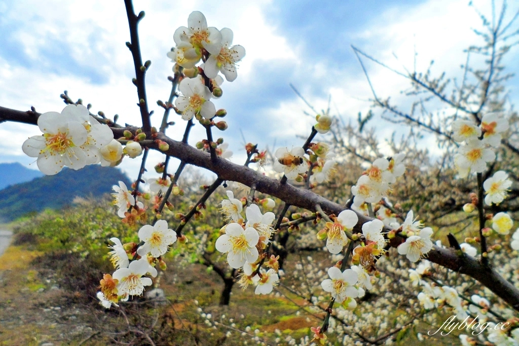 【台中東勢】上段阿公休閒度假農庄，云饌休閒庭園餐廳旁，東關路賞梅秘境，2022梅園最新花況 @飛天璇的口袋