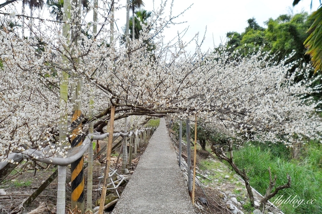 台中新社｜鮭魚葡萄梅花隧道．到新社賞梅花，漫步在浪漫雪白的梅花步道 @飛天璇的口袋