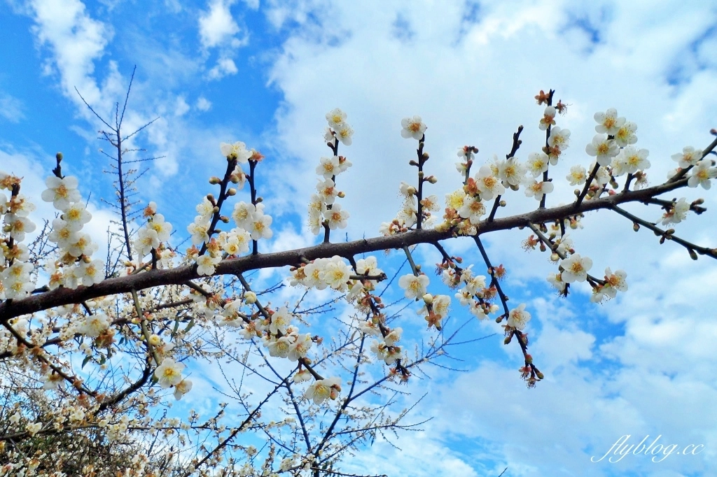 【台中東勢】上段阿公休閒度假農庄，云饌休閒庭園餐廳旁，東關路賞梅秘境，2022梅園最新花況 @飛天璇的口袋