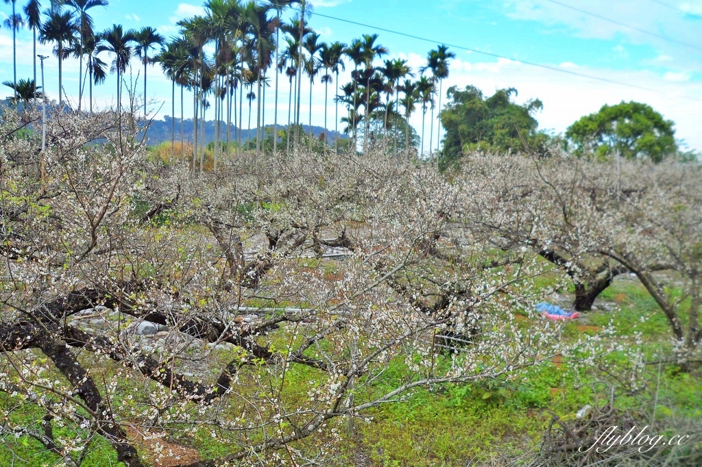 【台中東勢】上段阿公休閒度假農庄，云饌休閒庭園餐廳旁，東關路賞梅秘境，2022梅園最新花況 @飛天璇的口袋