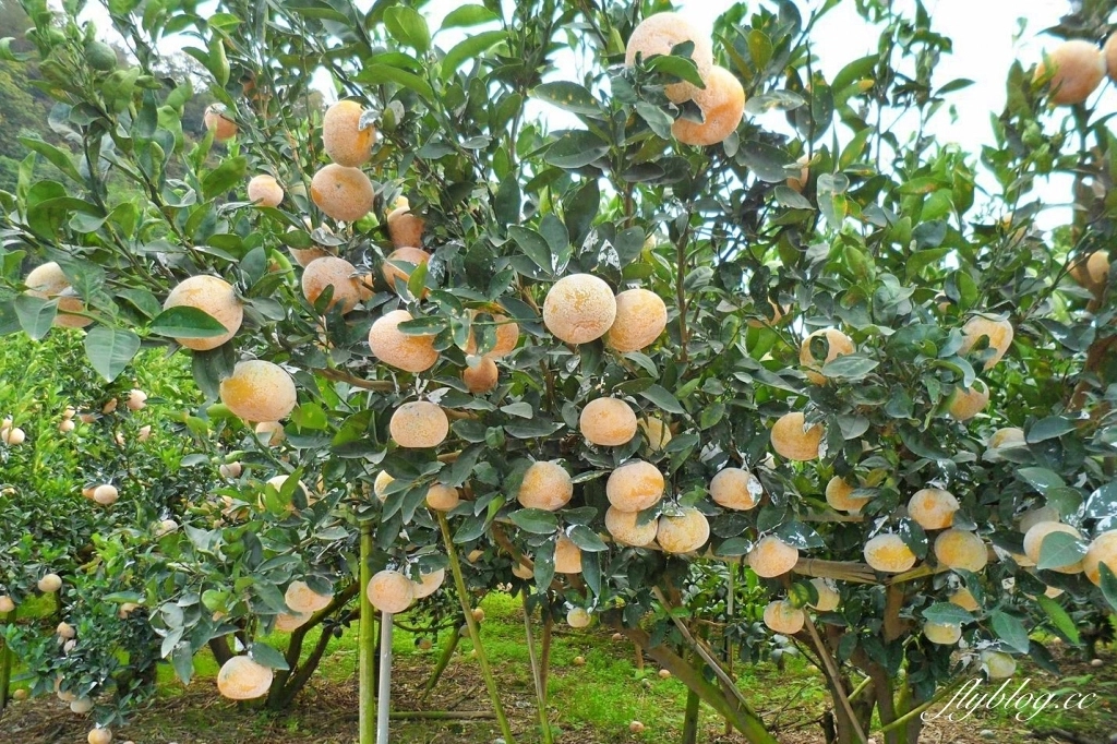 【台中東勢】上段阿公休閒度假農庄，云饌休閒庭園餐廳旁，東關路賞梅秘境，2022梅園最新花況 @飛天璇的口袋