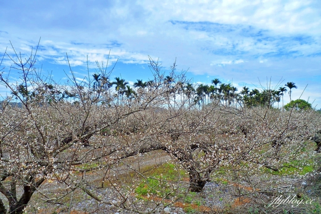 【台中東勢】上段阿公休閒度假農庄，云饌休閒庭園餐廳旁，東關路賞梅秘境，2022梅園最新花況 @飛天璇的口袋