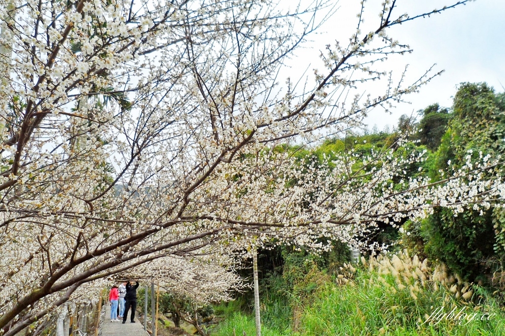 台中新社｜鮭魚葡萄梅花隧道．到新社賞梅花，漫步在浪漫雪白的梅花步道 @飛天璇的口袋