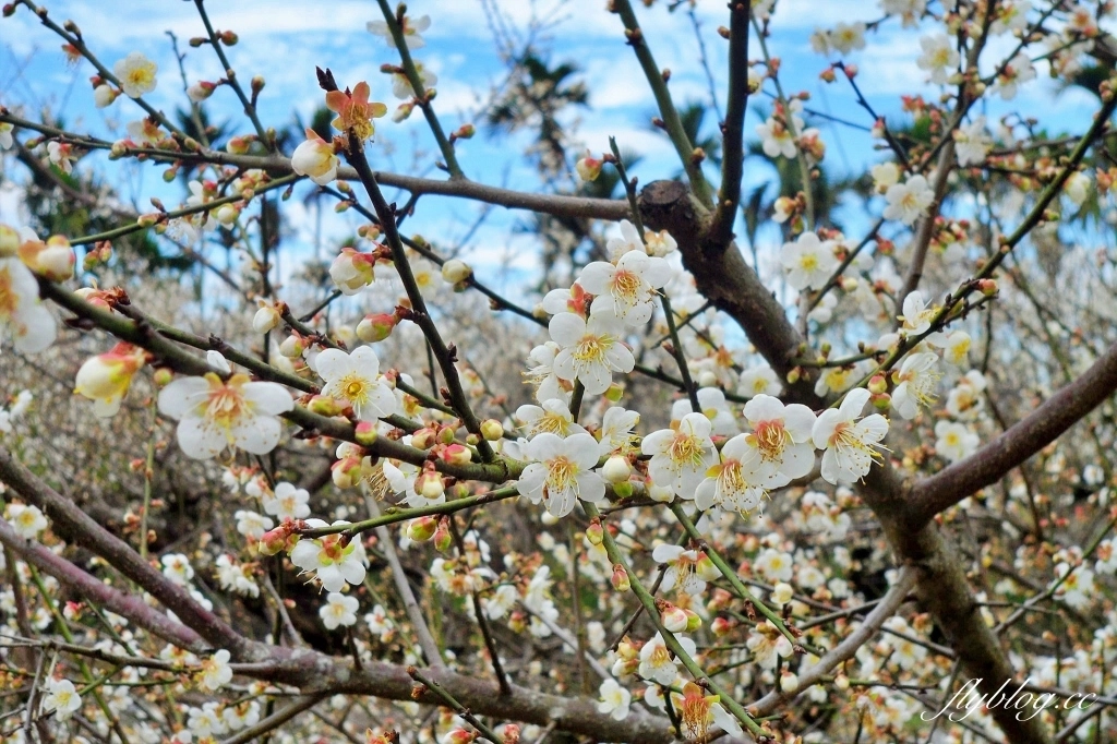 【台中東勢】上段阿公休閒度假農庄，云饌休閒庭園餐廳旁，東關路賞梅秘境，2022梅園最新花況 @飛天璇的口袋