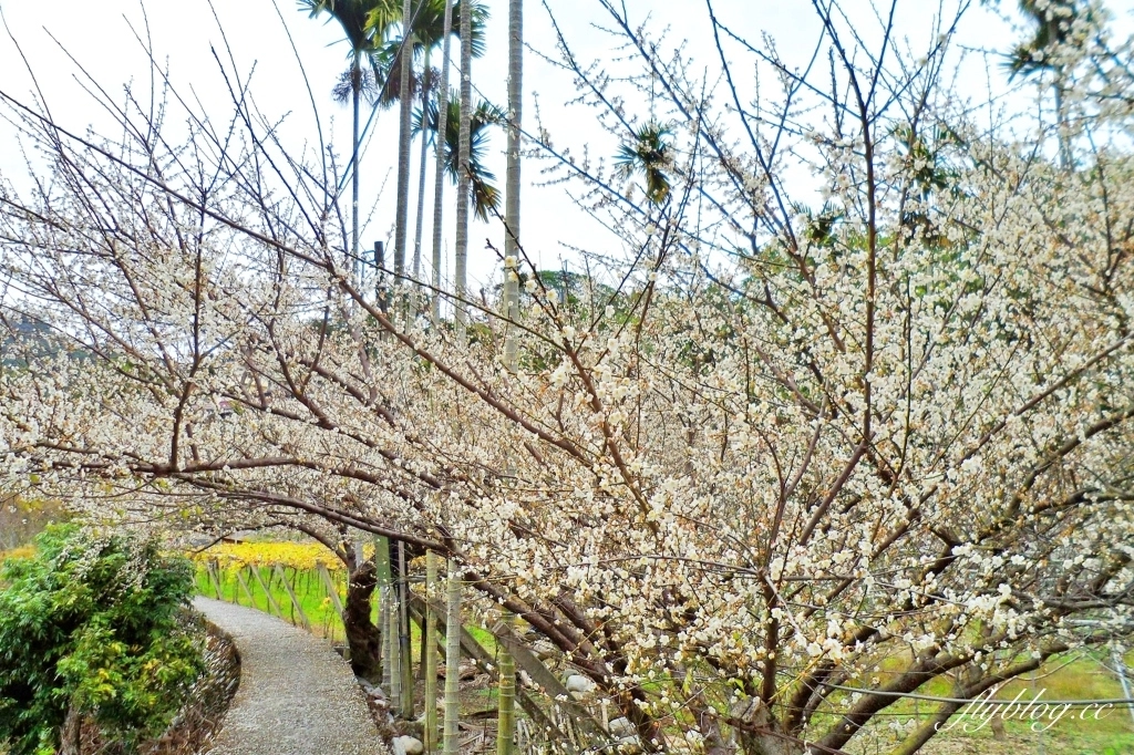 台中新社｜鮭魚葡萄梅花隧道．到新社賞梅花，漫步在浪漫雪白的梅花步道 @飛天璇的口袋