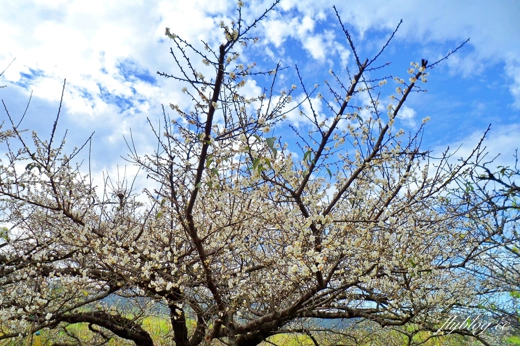 【台中東勢】上段阿公休閒度假農庄，云饌休閒庭園餐廳旁，東關路賞梅秘境，2022梅園最新花況 @飛天璇的口袋