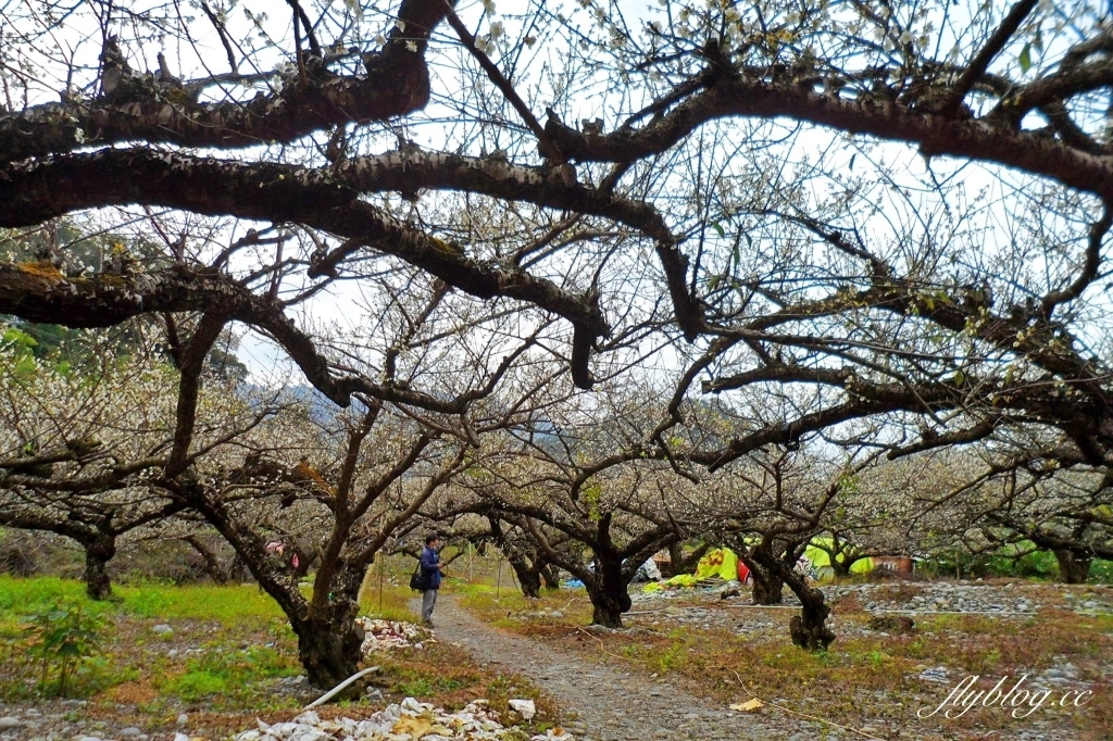 【台中東勢】上段阿公休閒度假農庄，云饌休閒庭園餐廳旁，東關路賞梅秘境，2022梅園最新花況 @飛天璇的口袋