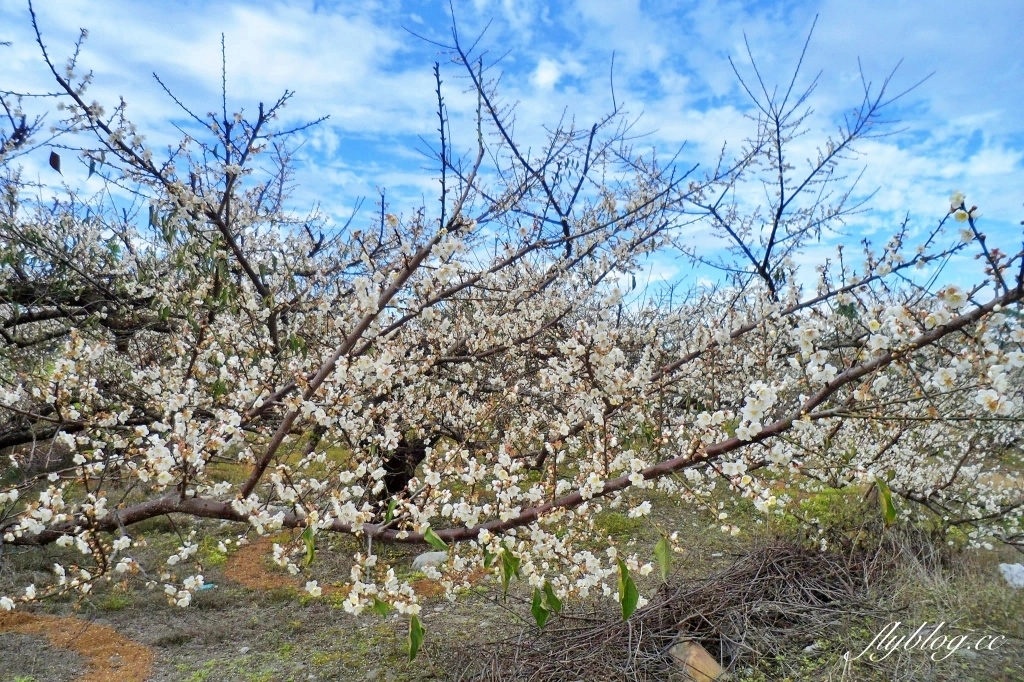 【台中東勢】上段阿公休閒度假農庄，云饌休閒庭園餐廳旁，東關路賞梅秘境，2022梅園最新花況 @飛天璇的口袋