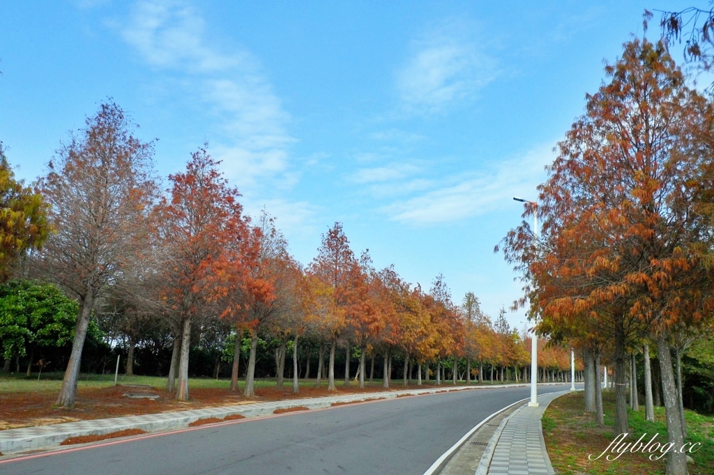 台中后里｜月眉落羽松大道．長達1.2公里超浪漫免費拍，后里麗寶樂園後方落羽松秘境 @飛天璇的口袋