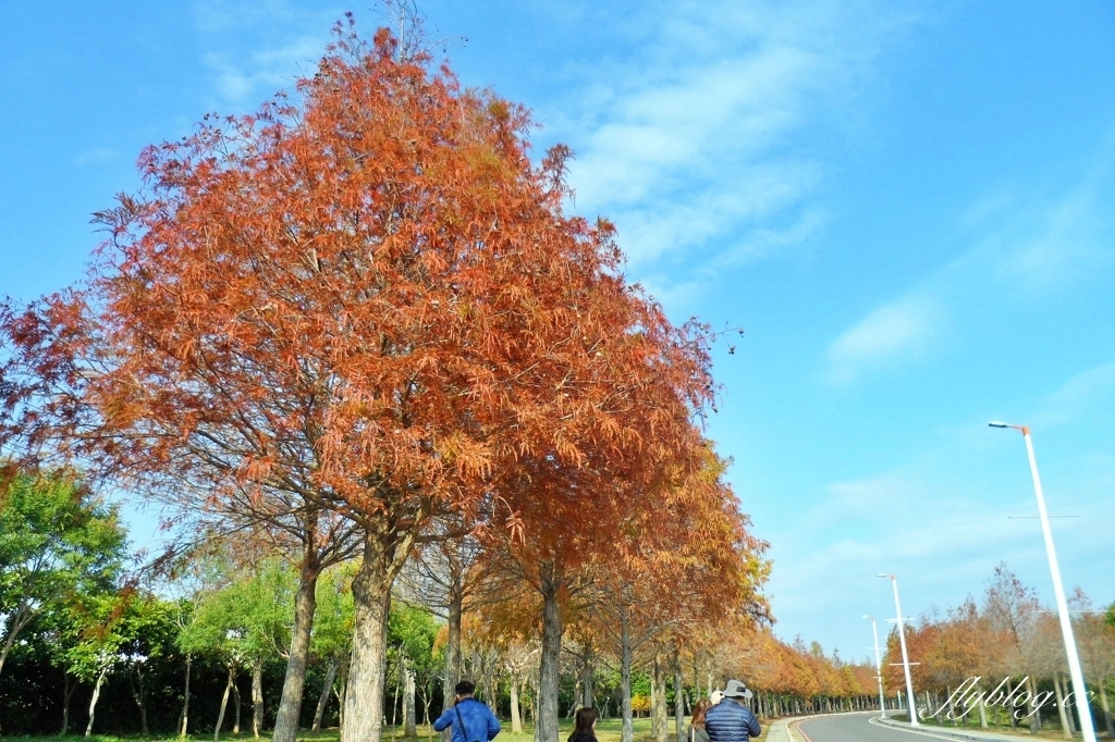 台中后里|月眉落羽松大道.長達1.2公里超浪漫免費拍,后里麗寶樂園後方落羽松秘境 @飛天璇的口袋 台中后里|月眉落羽松大道.長達1.2公里超浪漫免費拍,后里麗寶樂園後方落羽松秘境 @飛天璇的口袋