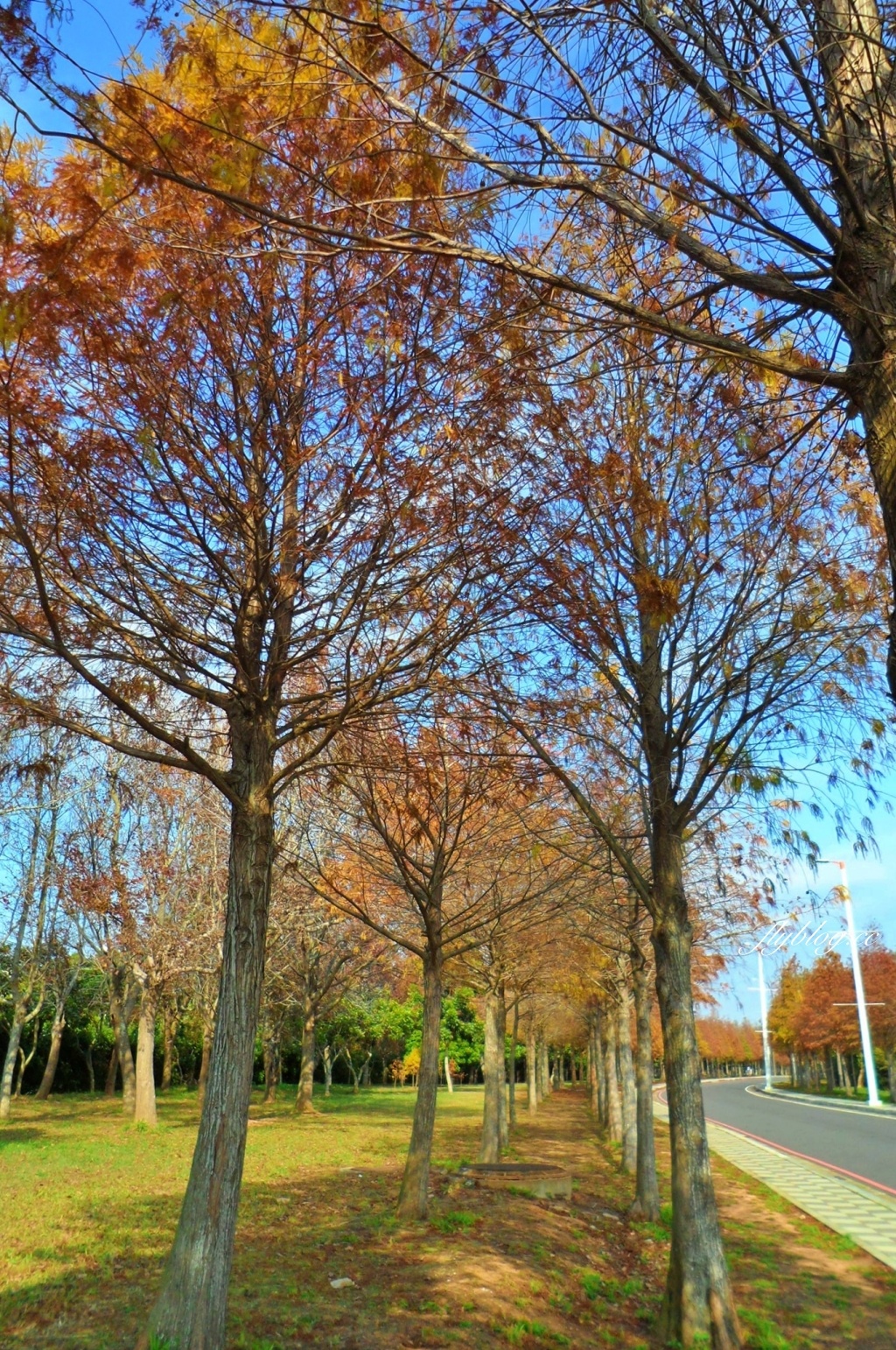 台中后里｜月眉落羽松大道．長達1.2公里超浪漫免費拍，后里麗寶樂園後方落羽松秘境 @飛天璇的口袋