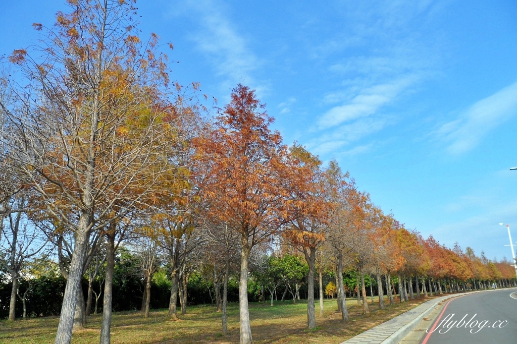 台中后里|月眉落羽松大道.長達1.2公里超浪漫免費拍,后里麗寶樂園後方落羽松秘境 @飛天璇的口袋 台中后里|月眉落羽松大道.長達1.2公里超浪漫免費拍,后里麗寶樂園後方落羽松秘境 @飛天璇的口袋