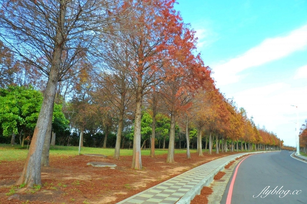 台中后里｜月眉落羽松大道．長達1.2公里超浪漫免費拍，后里麗寶樂園後方落羽松秘境 @飛天璇的口袋