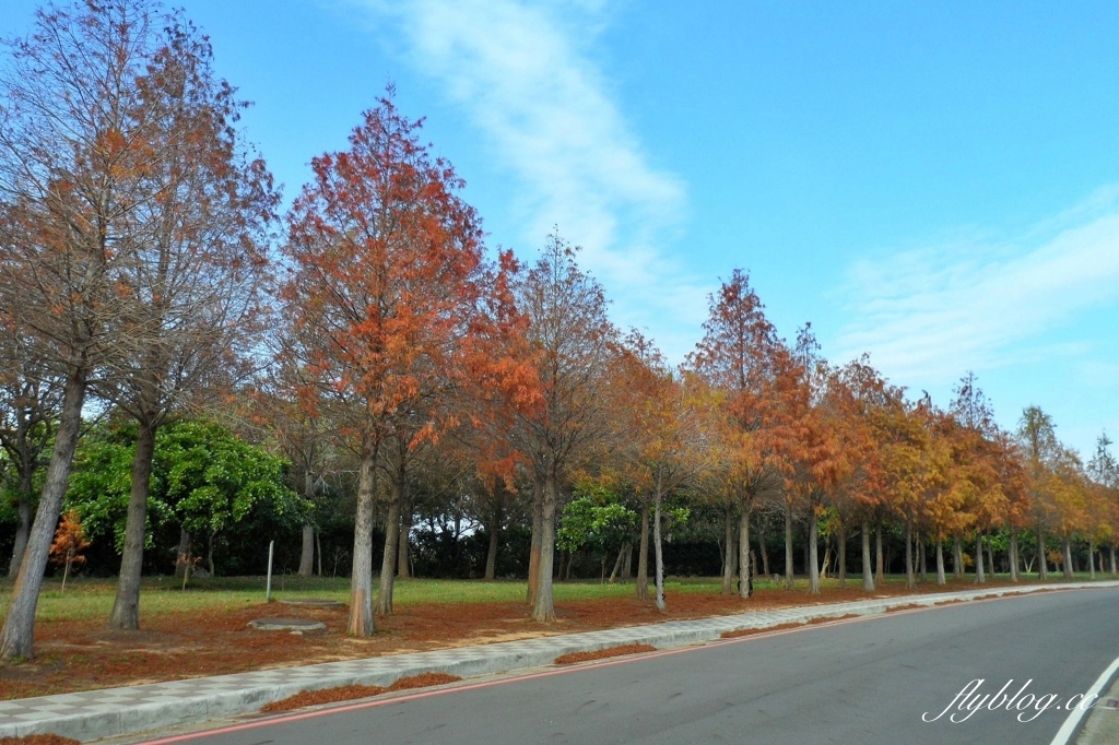 台中后里|月眉落羽松大道.長達1.2公里超浪漫免費拍,后里麗寶樂園後方落羽松秘境 @飛天璇的口袋 台中后里|月眉落羽松大道.長達1.2公里超浪漫免費拍,后里麗寶樂園後方落羽松秘境 @飛天璇的口袋