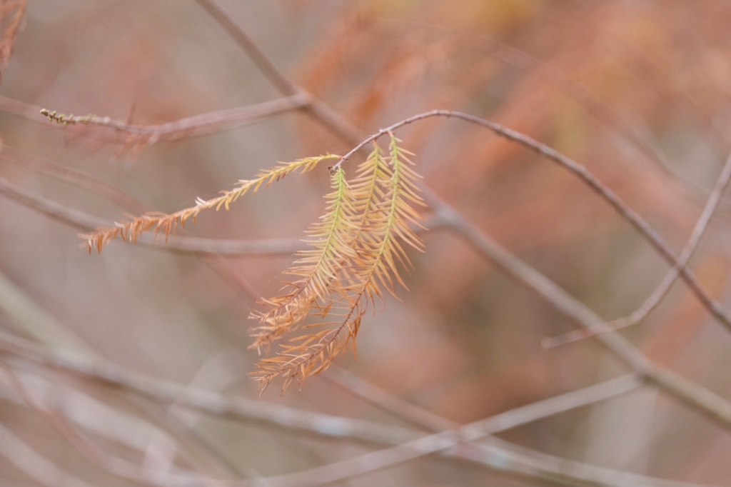 台中后里｜月眉落羽松大道．長達1.2公里超浪漫免費拍，后里麗寶樂園後方落羽松秘境 @飛天璇的口袋