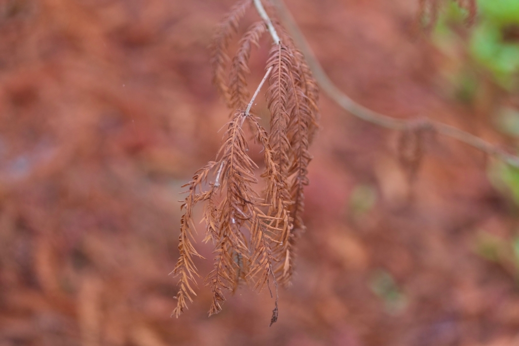 台中后里|月眉落羽松大道.長達1.2公里超浪漫免費拍,后里麗寶樂園後方落羽松秘境 @飛天璇的口袋 台中后里|月眉落羽松大道.長達1.2公里超浪漫免費拍,后里麗寶樂園後方落羽松秘境 @飛天璇的口袋