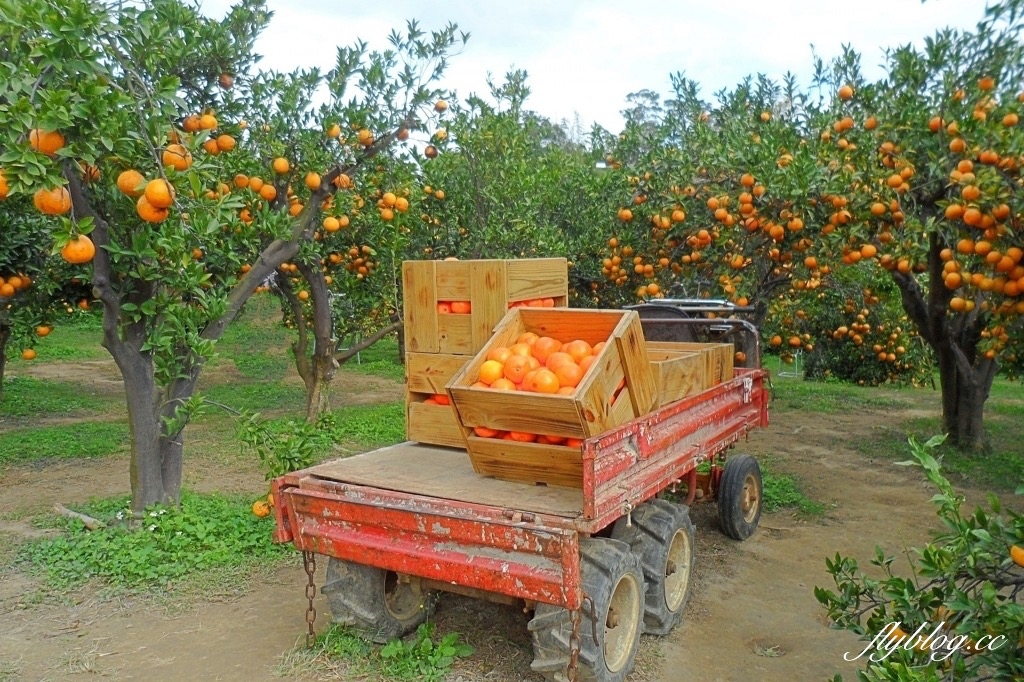 苗栗旅遊｜苗栗2天1夜旅行｜大湖 x 頭屋｜漫遊苗栗山城，採草莓、泡溫泉、走景點 @飛天璇的口袋
