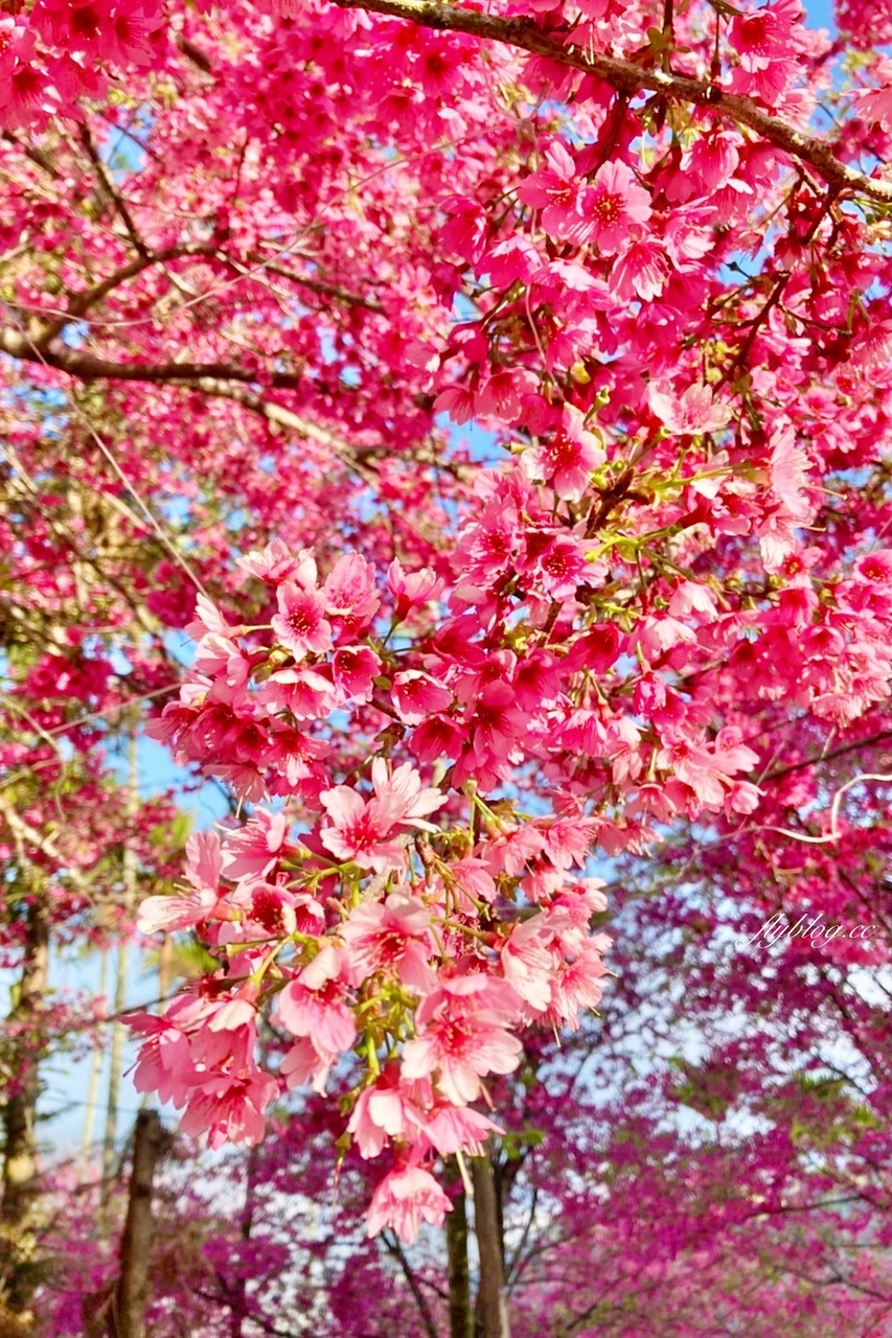 南投水里｜阿本農場櫻花園．2025櫻花季1/13開始囉！搭乘350元接駁車入園 @飛天璇的口袋