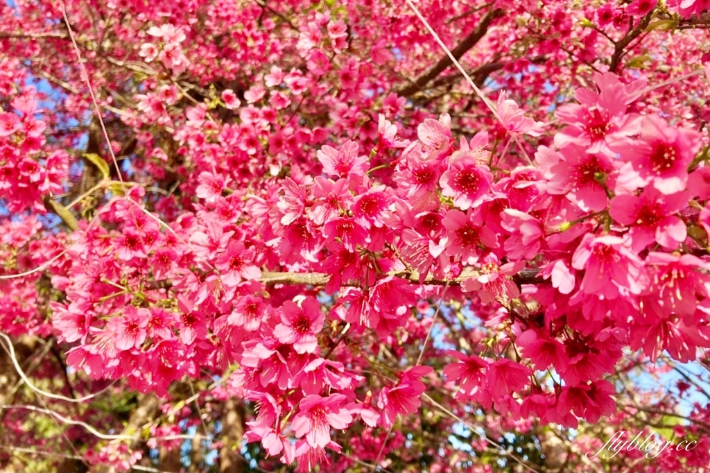 南投水里｜阿本農場櫻花園．2025櫻花季1/13開始囉！搭乘350元接駁車入園 @飛天璇的口袋