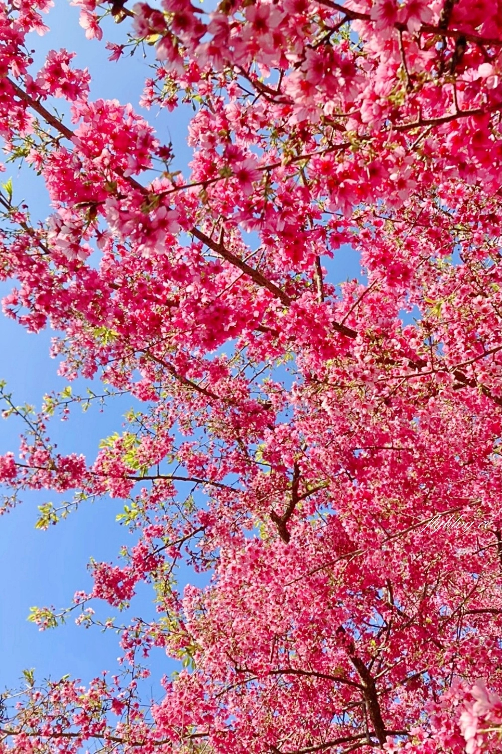 南投水里｜阿本農場櫻花園．2025櫻花季1/13開始囉！搭乘350元接駁車入園 @飛天璇的口袋