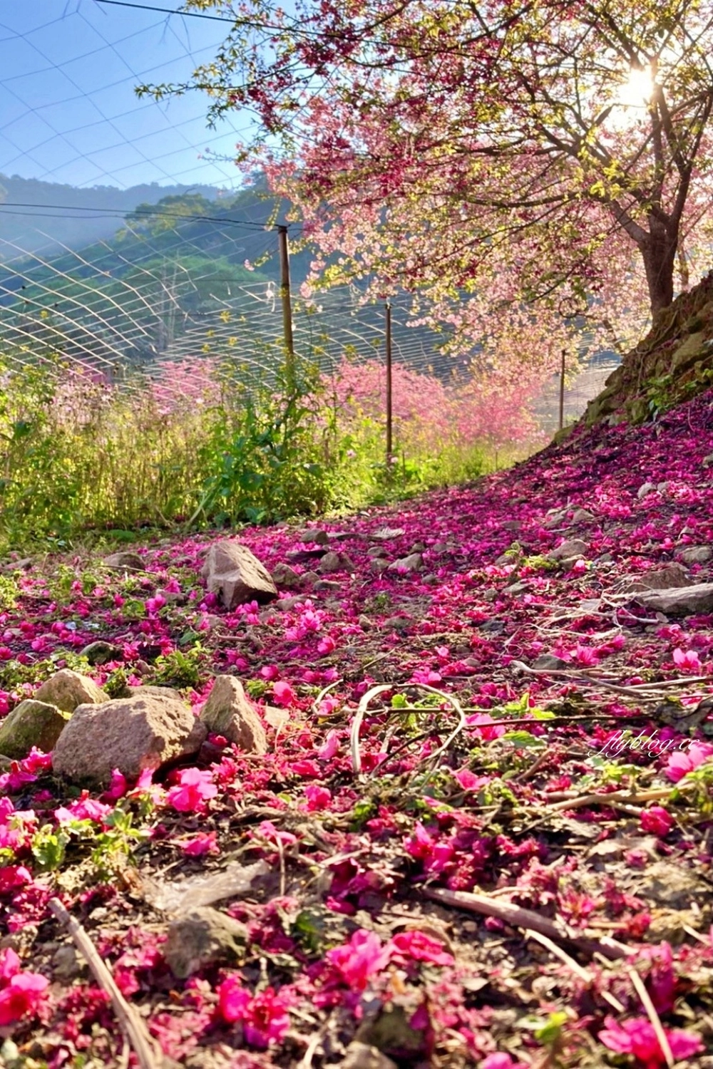 南投水里｜阿本農場櫻花園．2025櫻花季1/13開始囉！搭乘350元接駁車入園 @飛天璇的口袋