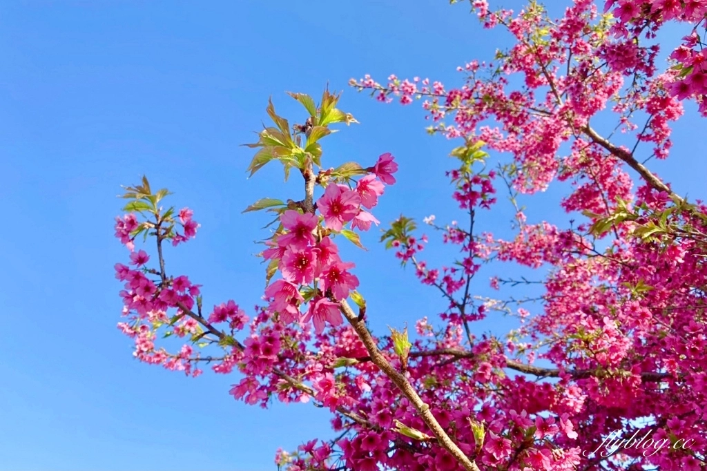 南投水里｜阿本農場櫻花園．2025櫻花季1/13開始囉！搭乘350元接駁車入園 @飛天璇的口袋