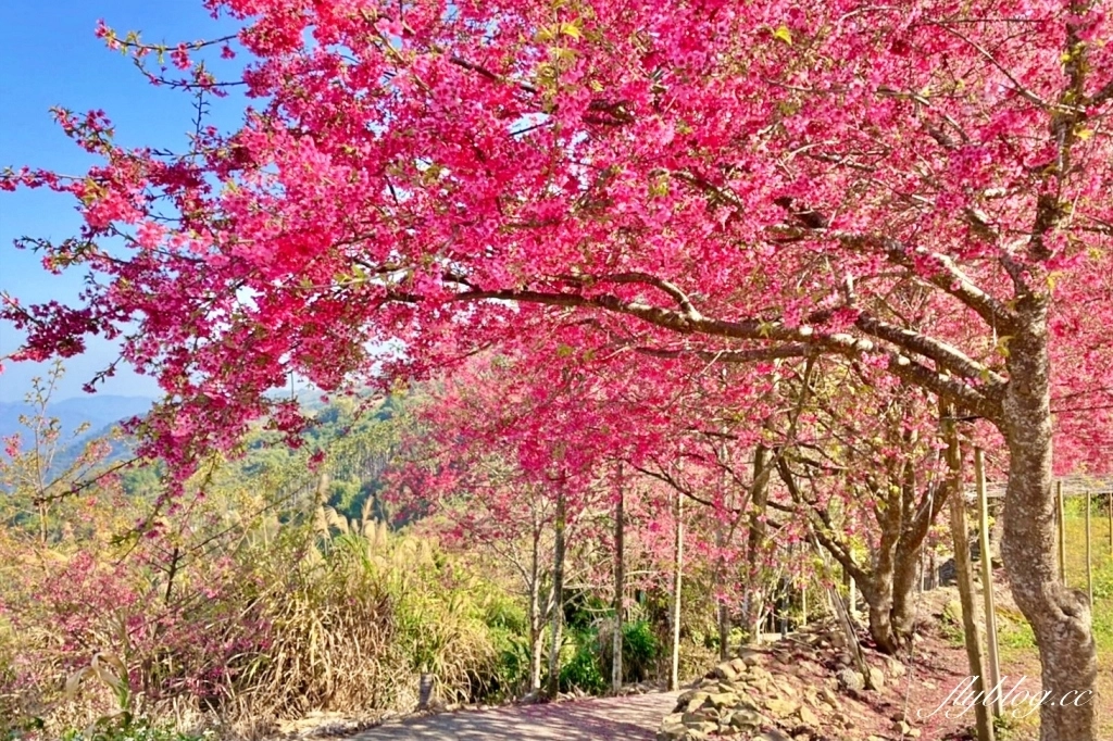 南投水里｜阿本農場櫻花園．2025櫻花季1/13開始囉！搭乘350元接駁車入園 @飛天璇的口袋