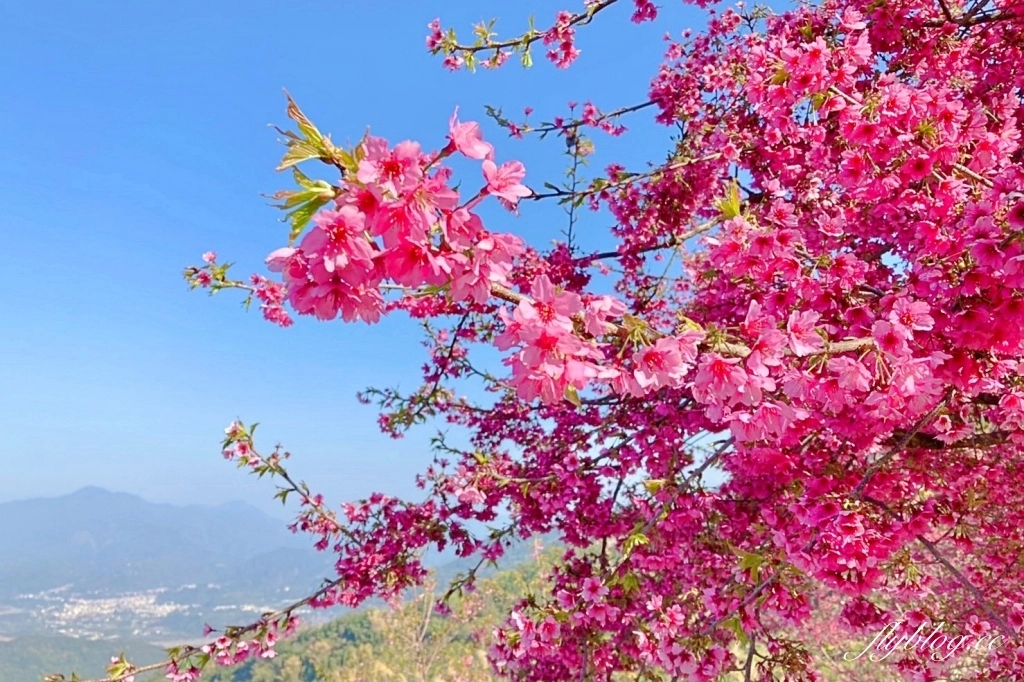 南投水里｜阿本農場櫻花園．2025櫻花季1/13開始囉！搭乘350元接駁車入園 @飛天璇的口袋