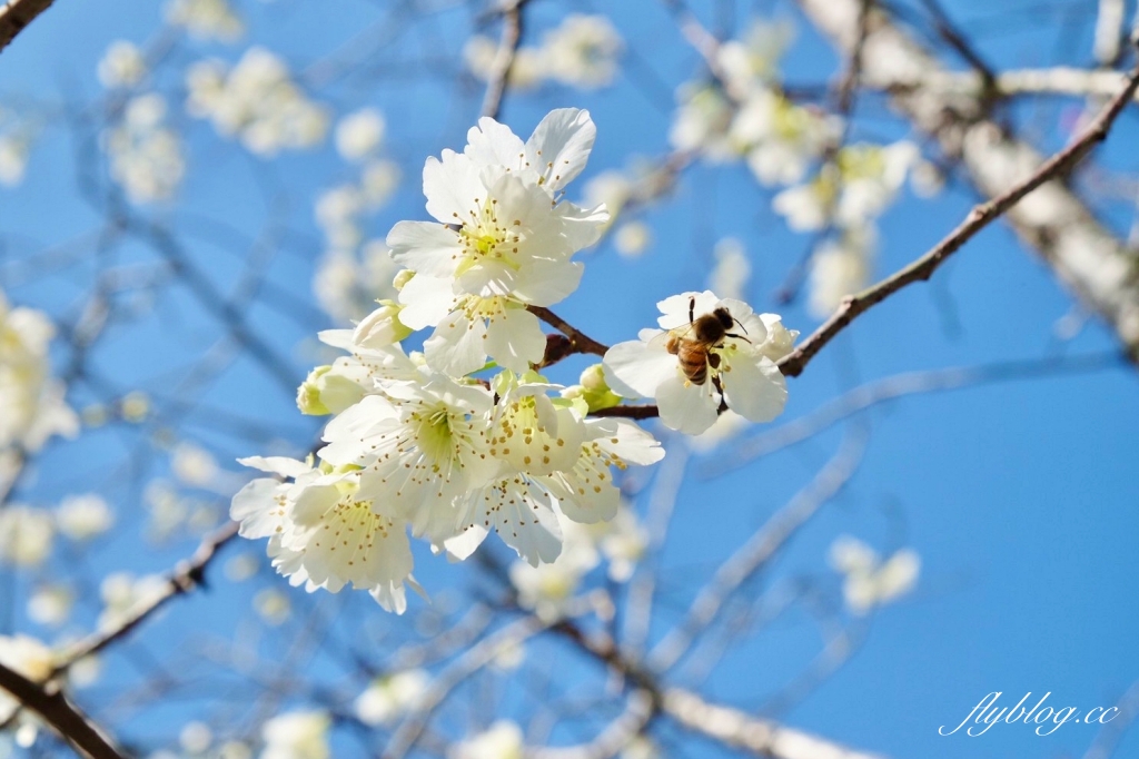 南投水里｜阿本農場櫻花園．2025櫻花季1/13開始囉！搭乘350元接駁車入園 @飛天璇的口袋