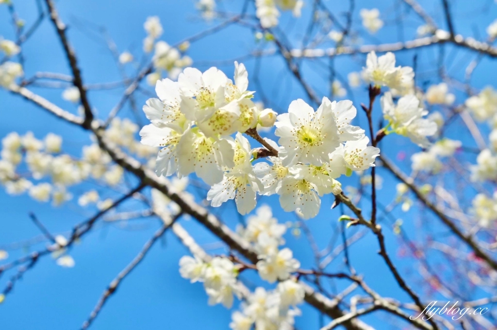 南投水里｜阿本農場櫻花園．2025櫻花季1/13開始囉！搭乘350元接駁車入園 @飛天璇的口袋