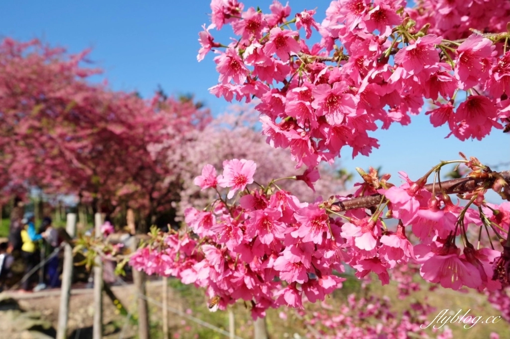 南投水里｜阿本農場櫻花園．2025櫻花季1/13開始囉！搭乘350元接駁車入園 @飛天璇的口袋
