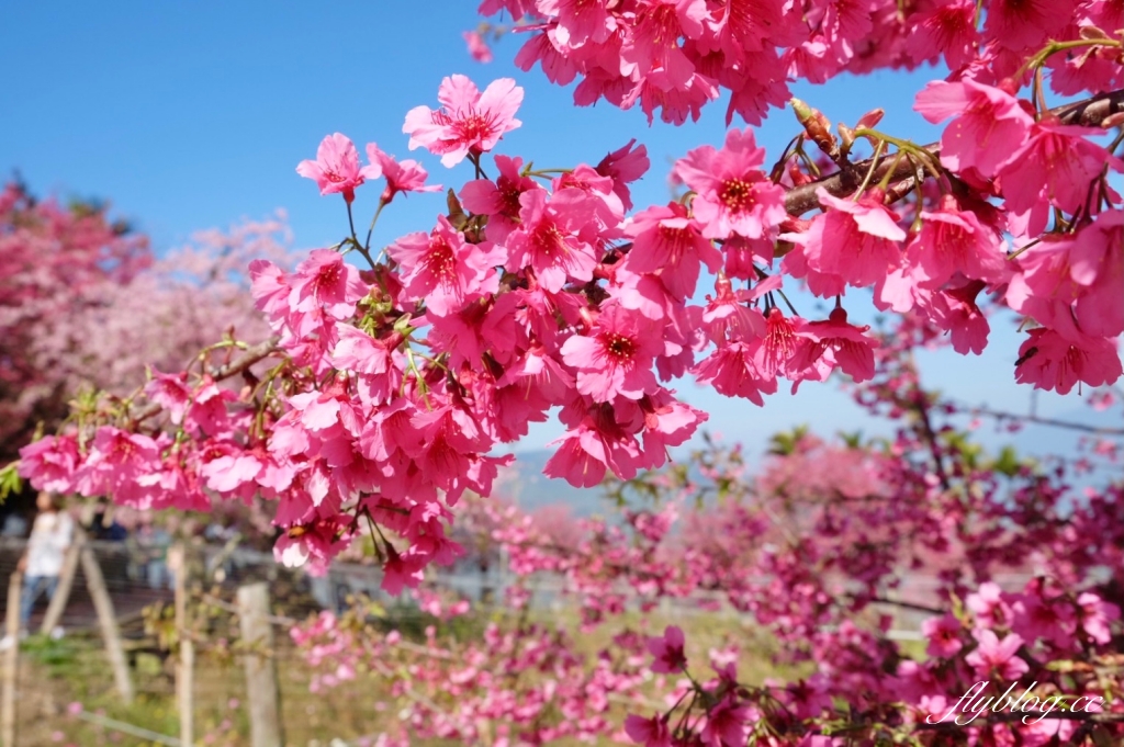 南投水里｜阿本農場櫻花園．2025櫻花季1/13開始囉！搭乘350元接駁車入園 @飛天璇的口袋