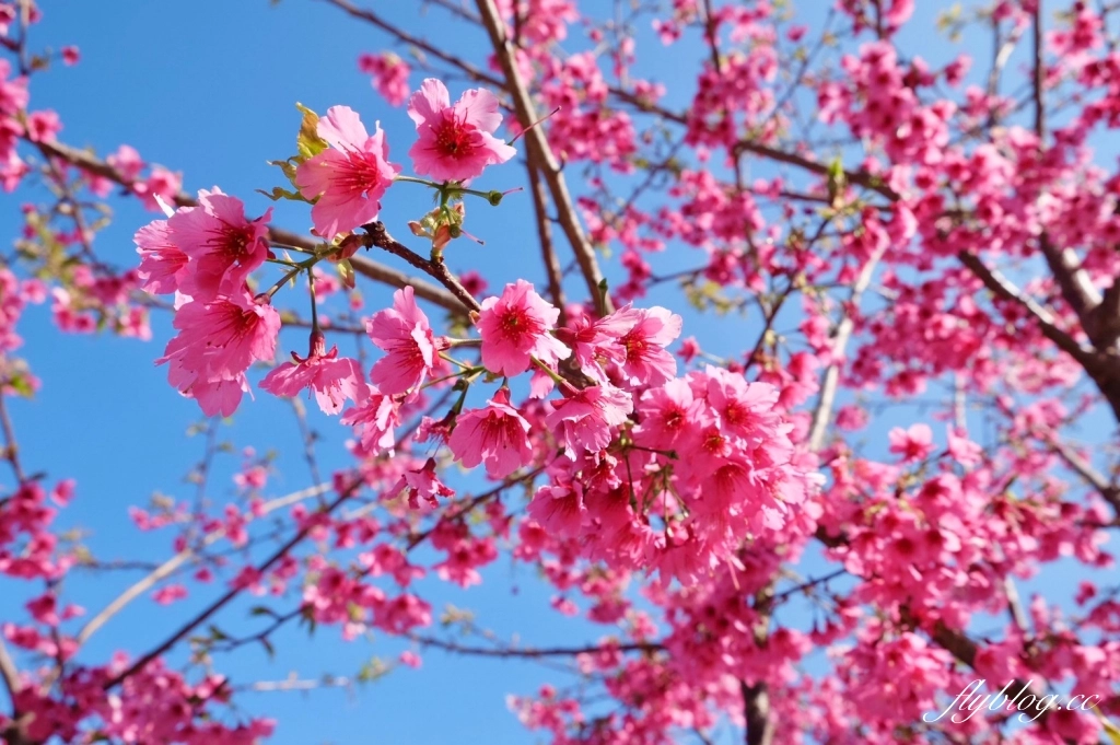 南投水里｜阿本農場櫻花園．2025櫻花季1/13開始囉！搭乘350元接駁車入園 @飛天璇的口袋