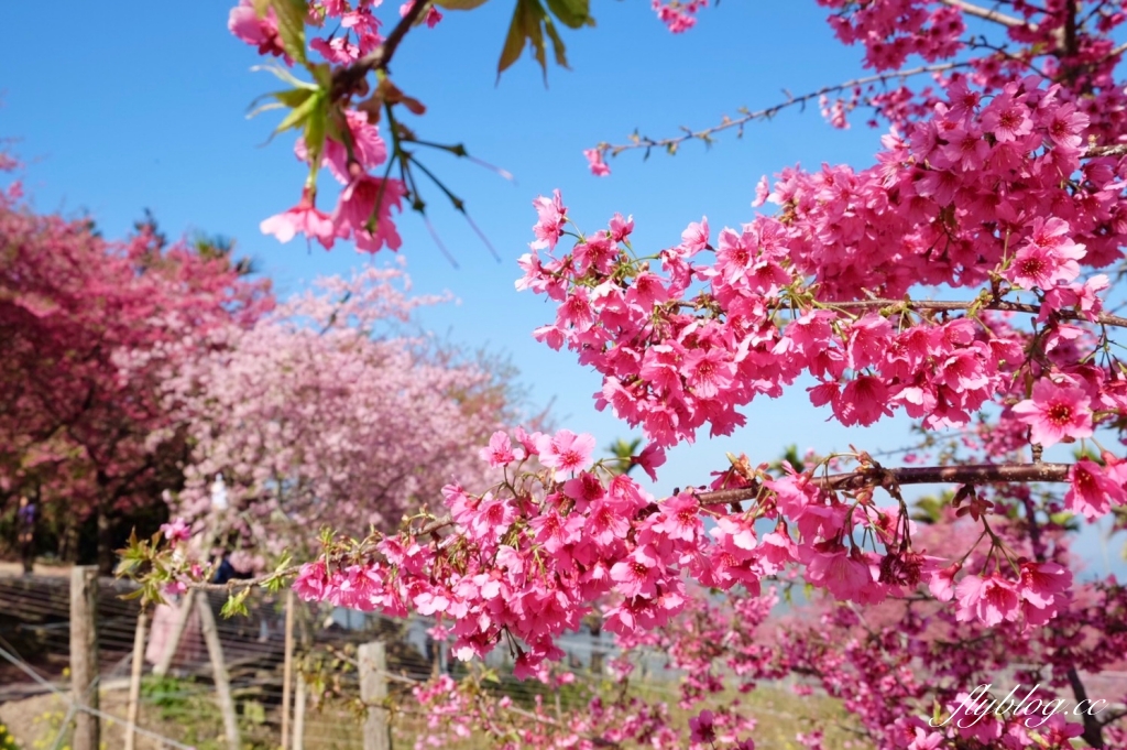 南投水里｜阿本農場櫻花園．2025櫻花季1/13開始囉！搭乘350元接駁車入園 @飛天璇的口袋