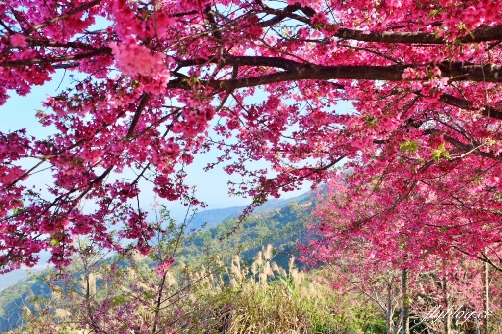 南投水里｜阿本農場櫻花園．2025櫻花季1/13開始囉！搭乘350元接駁車入園 @飛天璇的口袋