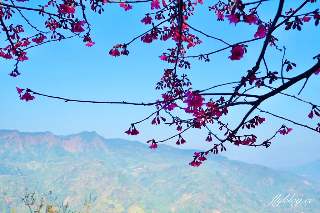 南投水里｜阿本農場櫻花園．2025櫻花季1/13開始囉！搭乘350元接駁車入園 @飛天璇的口袋