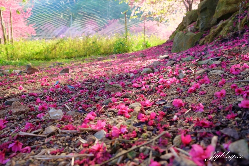 南投水里｜阿本農場櫻花園．2025櫻花季1/13開始囉！搭乘350元接駁車入園 @飛天璇的口袋