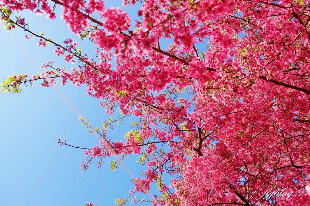 南投水里｜阿本農場櫻花園．2025櫻花季1/13開始囉！搭乘350元接駁車入園 @飛天璇的口袋