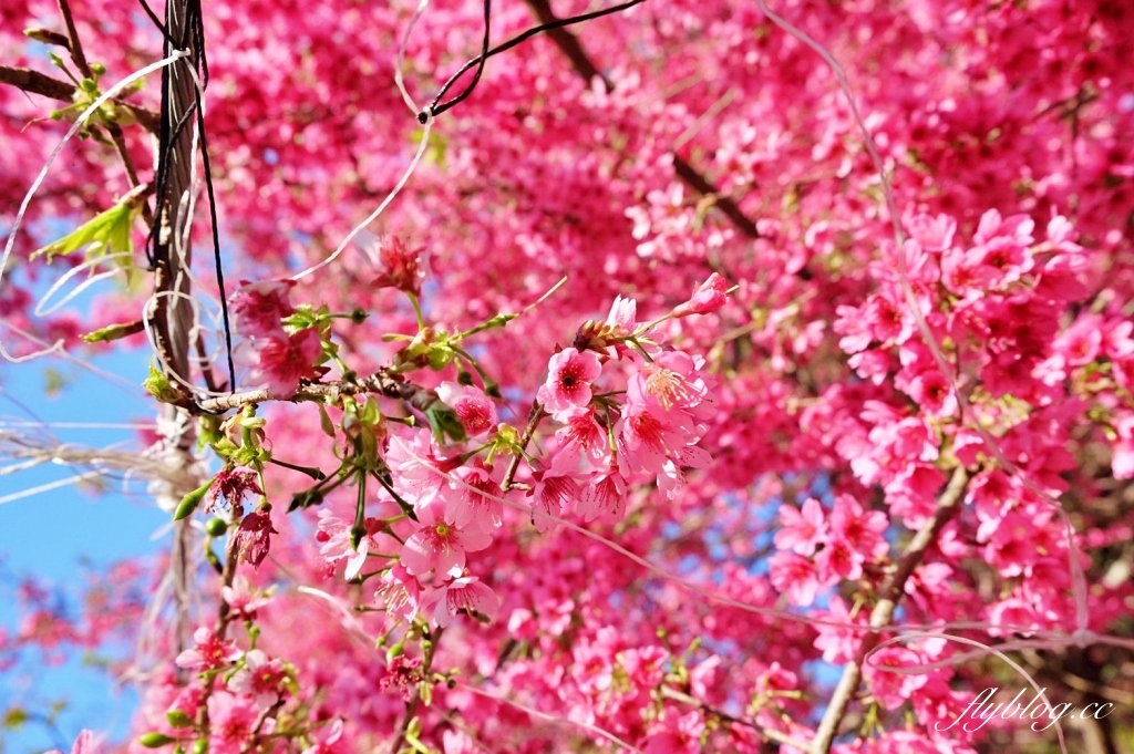 南投水里｜阿本農場櫻花園．2025櫻花季1/13開始囉！搭乘350元接駁車入園 @飛天璇的口袋